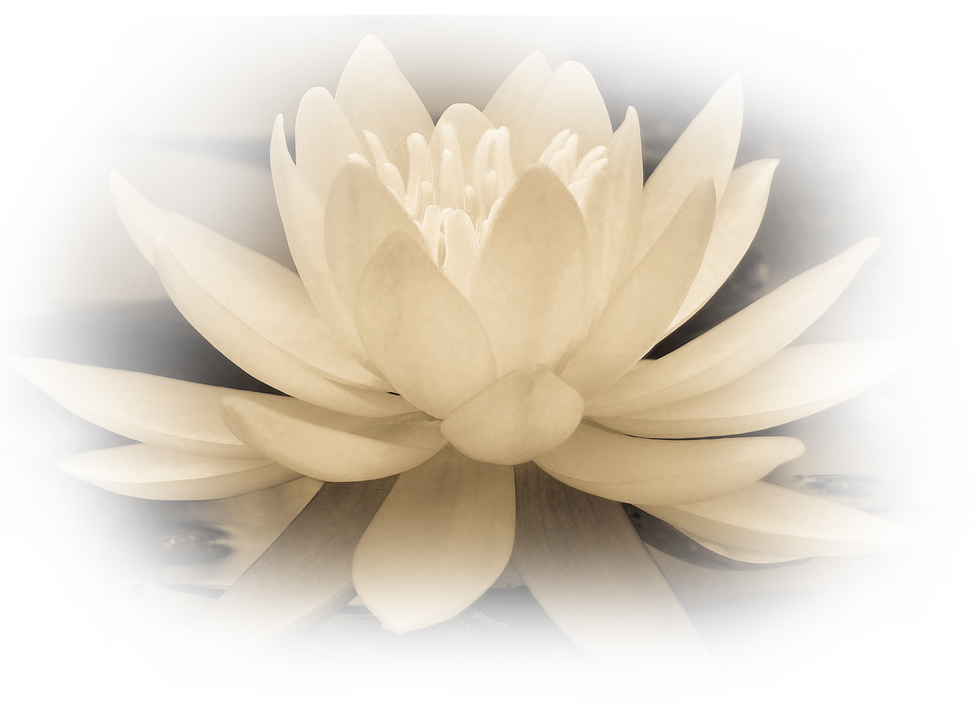Lotus antik_t8