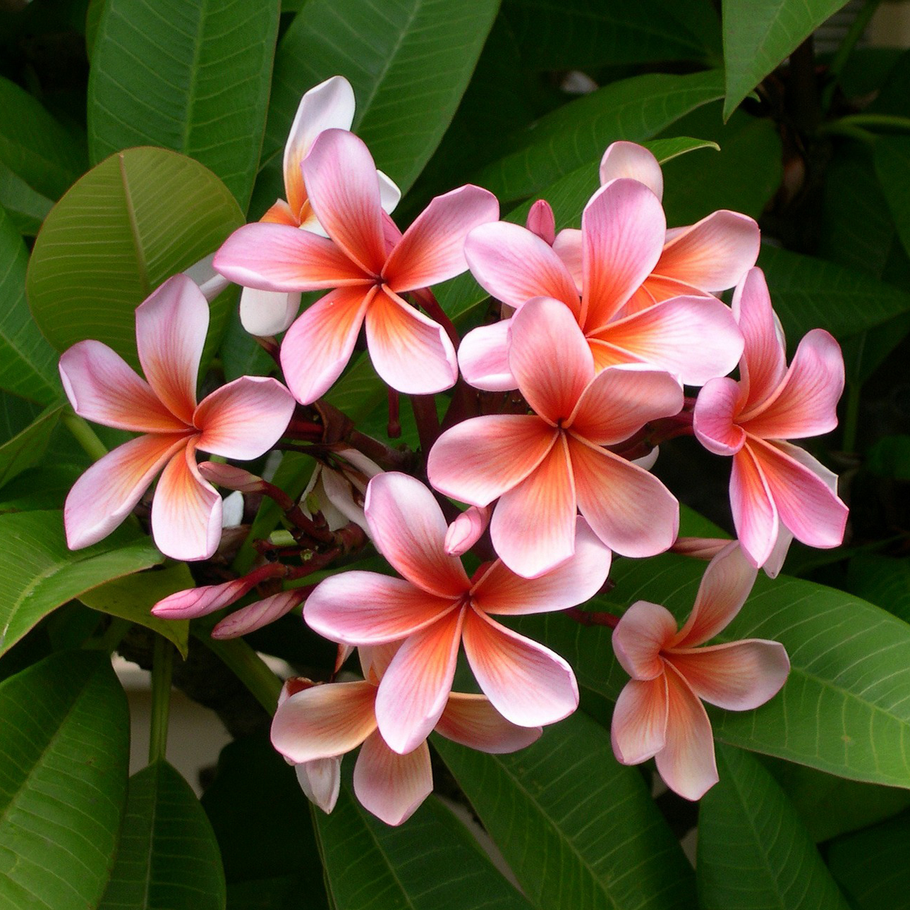 plumeria-209905_19202