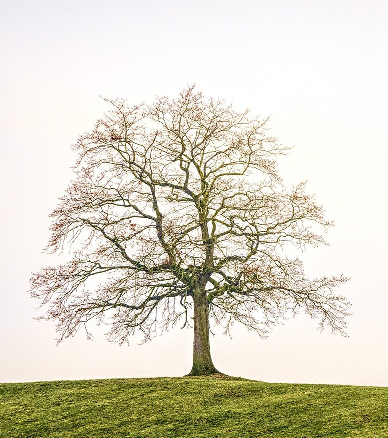 tree-3224754_1920_3
